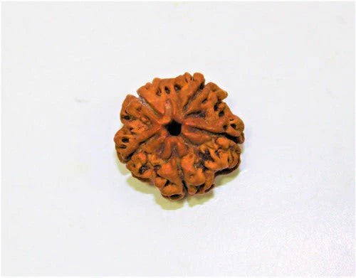 Natural 5 मुखी रुद्राक्ष, 100% Original