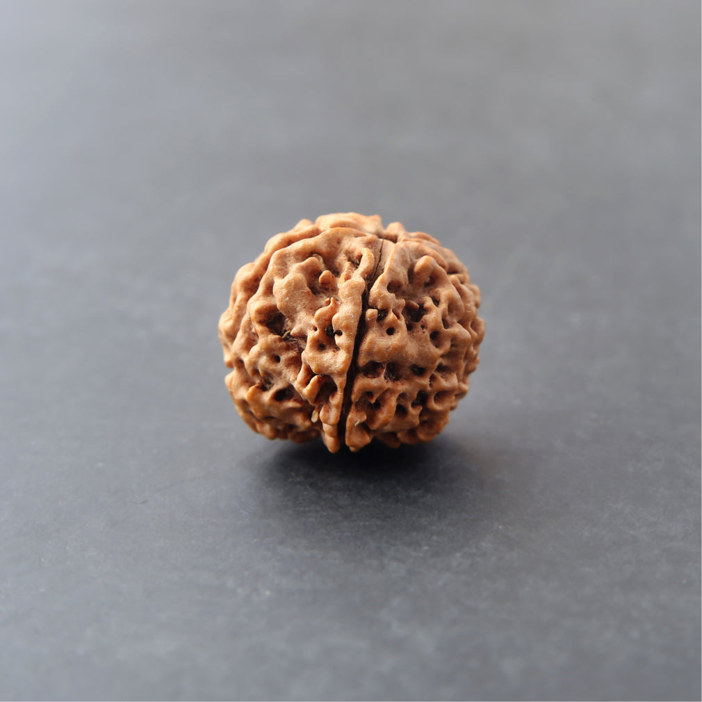 Original 4 Mukhi Nepali Rudraksha - Premium Quality Bead for Knowledge, Intellect & Communication Power