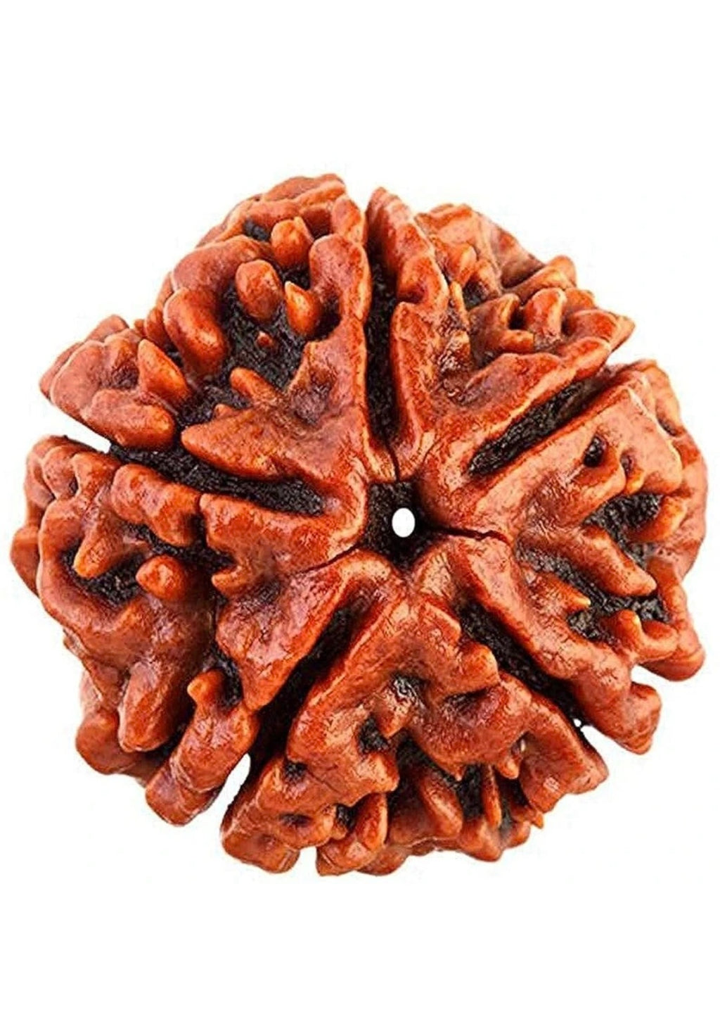 Natural 5 मुखी रुद्राक्ष, 100% Original