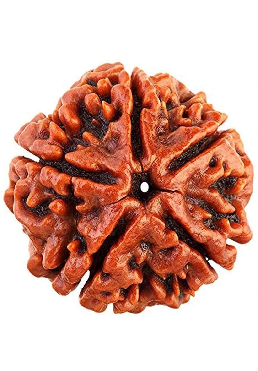 Natural 5 मुखी रुद्राक्ष, 100% Original