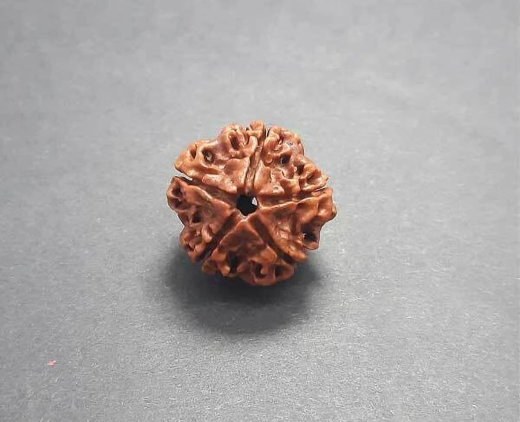 Natural 5 मुखी रुद्राक्ष, 100% Original