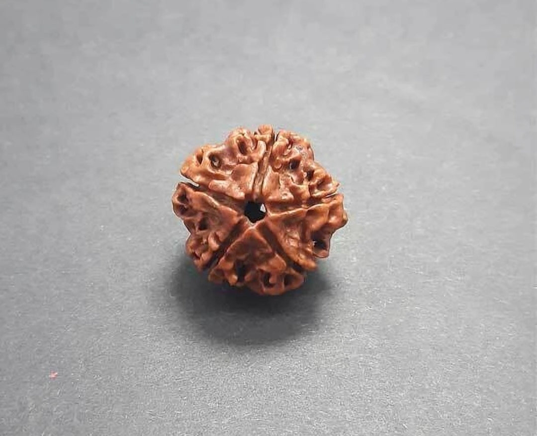 Natural 5 मुखी रुद्राक्ष, 100% Original