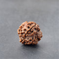 Original 4 Mukhi Nepali Rudraksha - Premium Quality Bead for Knowledge, Intellect & Communication Power
