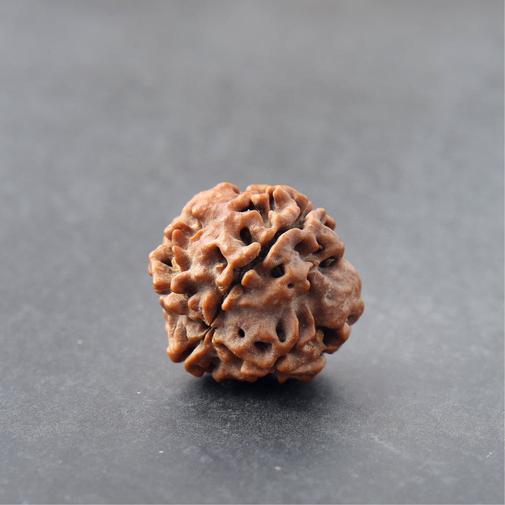 Original 4 Mukhi Nepali Rudraksha - Premium Quality Bead for Knowledge, Intellect & Communication Power