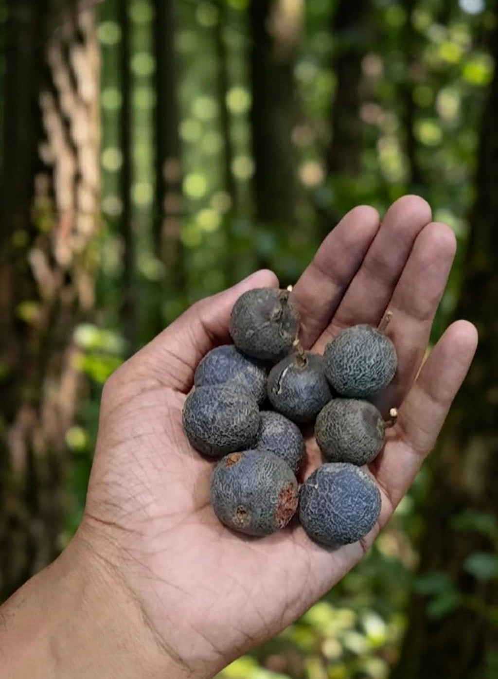 Original Nepal Rudraksha Fruit Real Raw Rudraksh FAL Natural Dried रुद्राक्ष फल Fruit-Tears of Lord Shiva (15, Round)