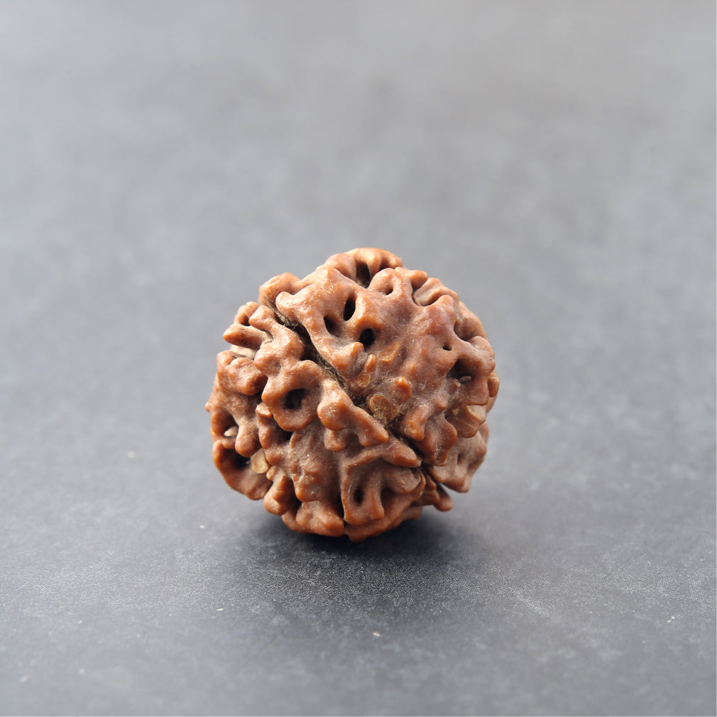Original 4 Mukhi Nepali Rudraksha - Premium Quality Bead for Knowledge, Intellect & Communication Power